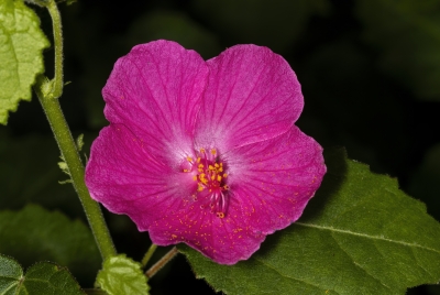 Rose Mallow April